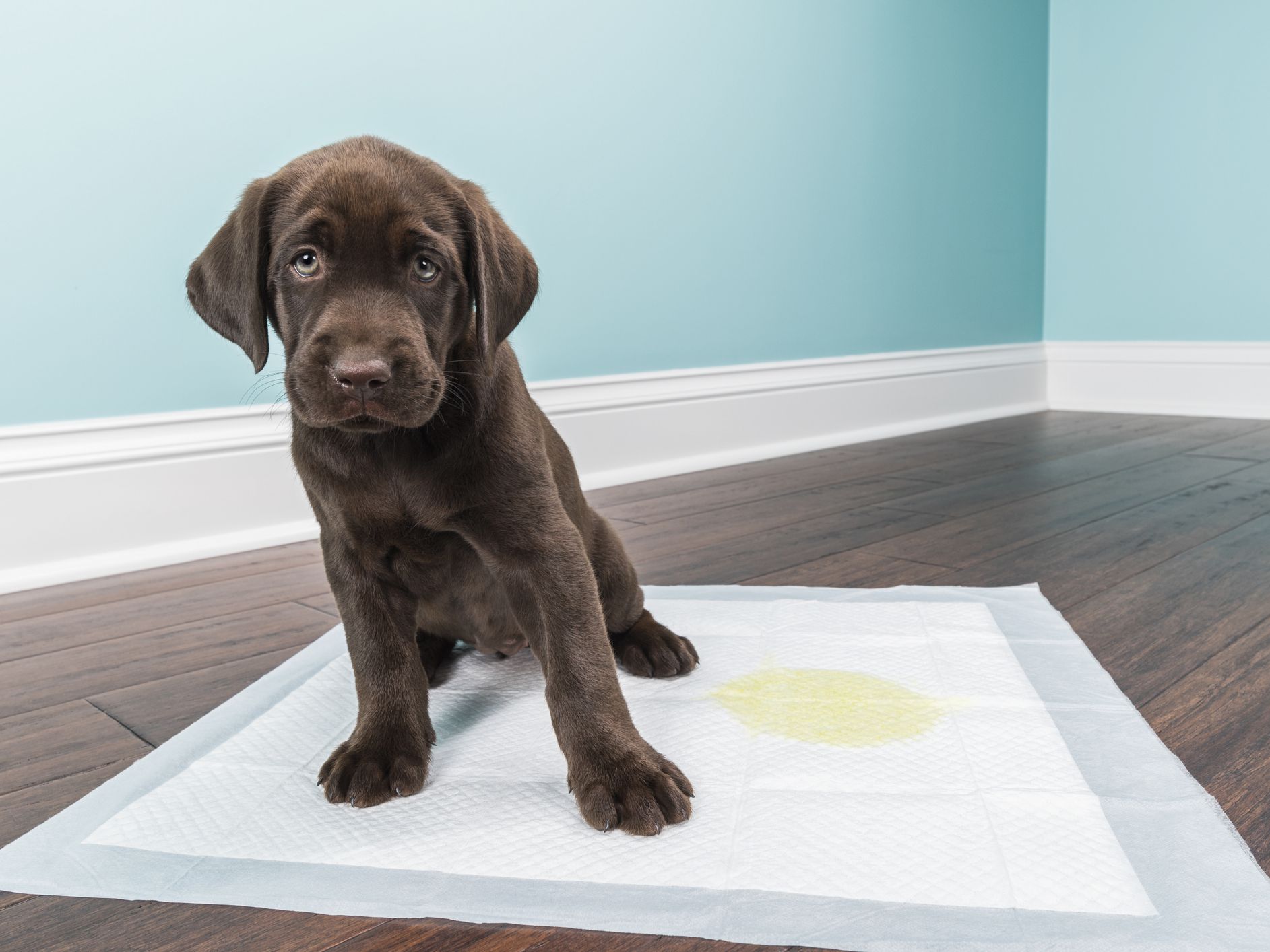 Puppy Tearing Up Pee Pad? See What to Do