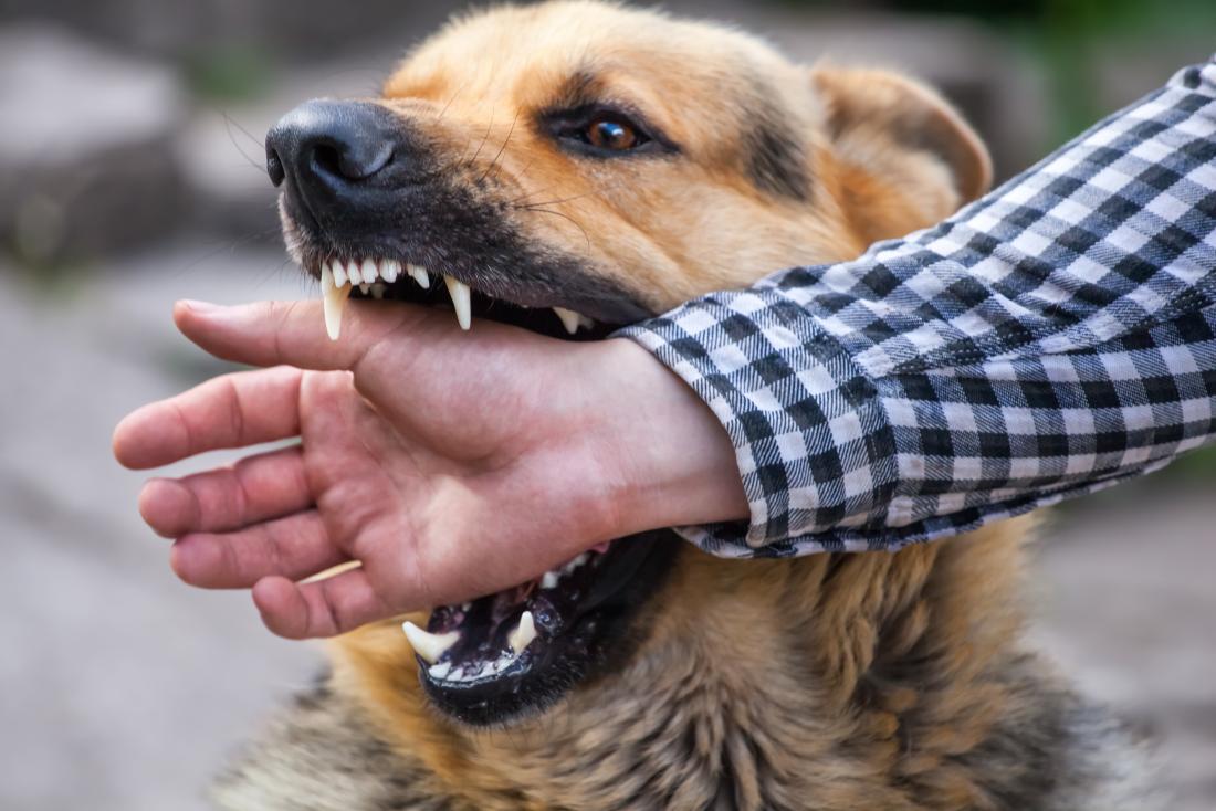 stopping a dog from biting