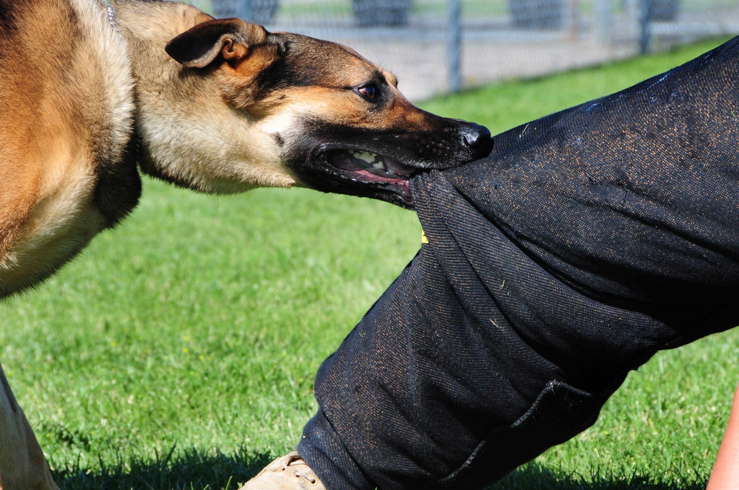 Stopping a dog from biting