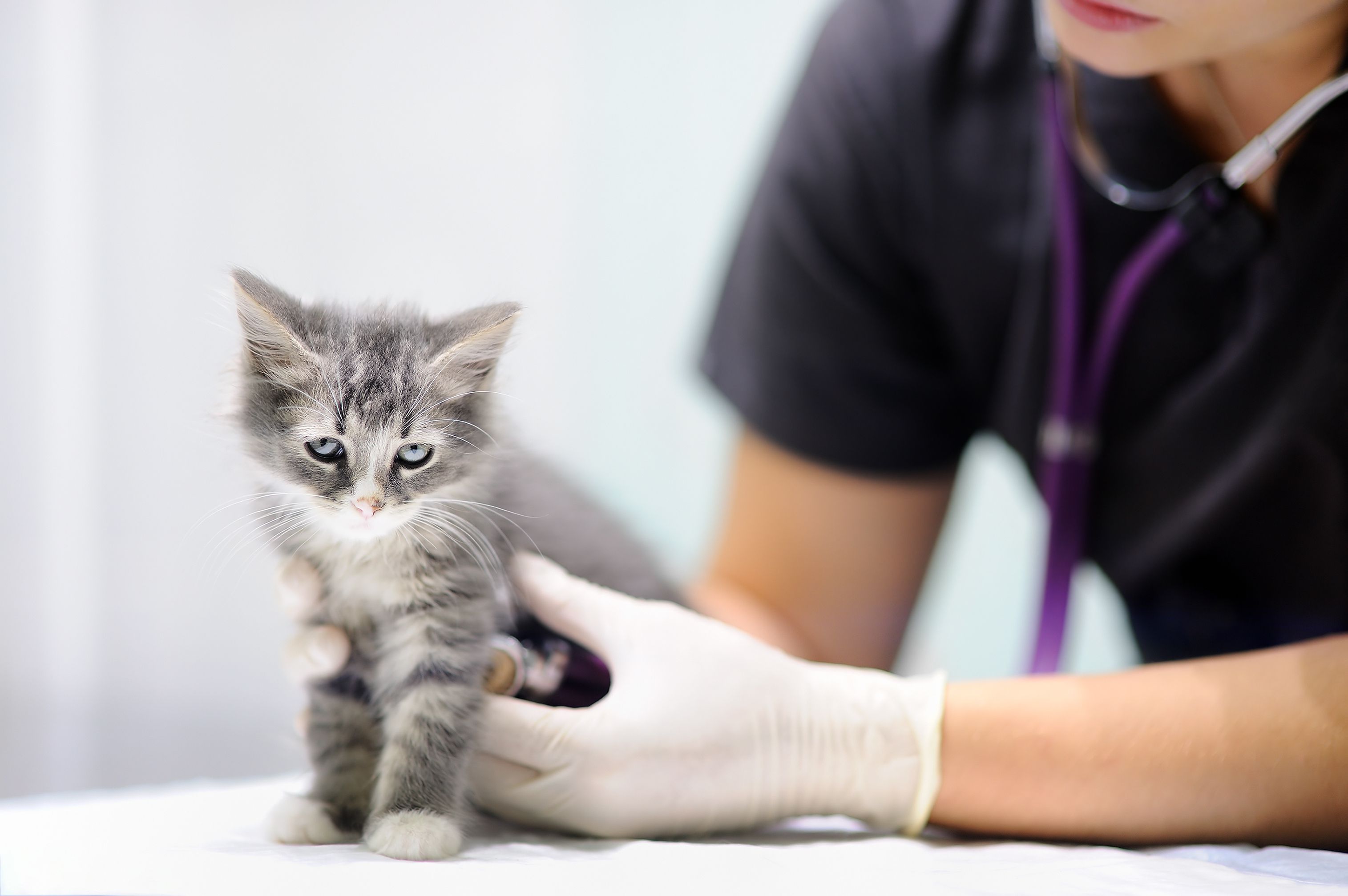 Newborn Kitten First Vet Visit - What to Expect