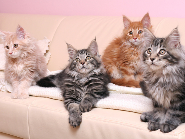 See These Tips for Raising a Kitten