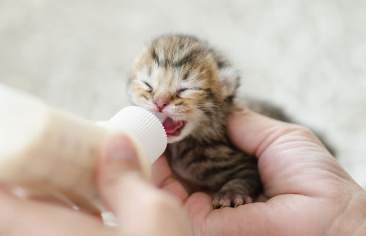 Do Kittens Need Kitten Milk? See These Kitten Feeding Tips