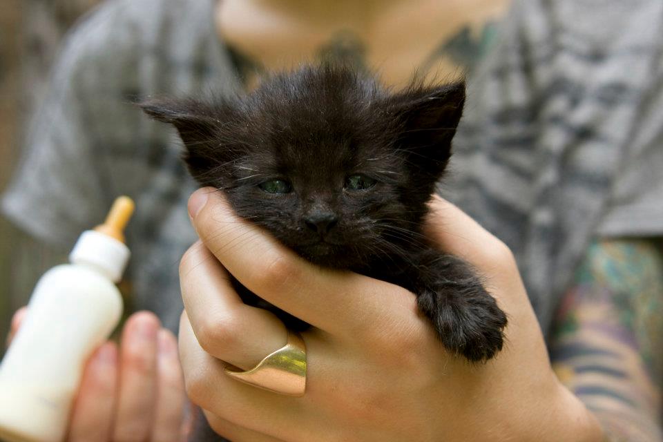 Do Kittens Need Kitten Milk? See These Kitten Feeding Tips - The Cop Cart
