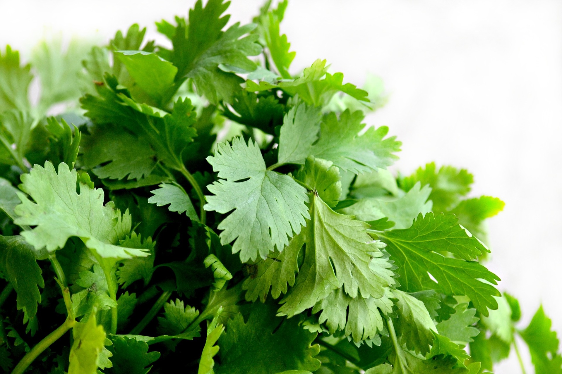 Parsley