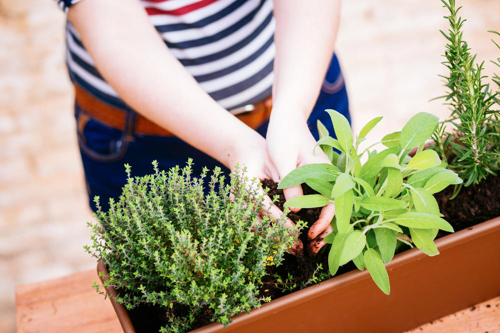 Aromatic plants