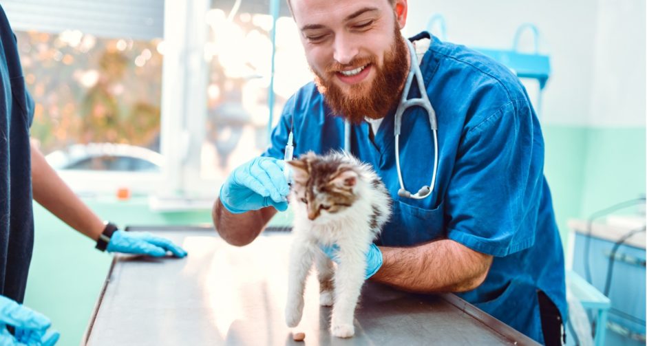 Newborn Kitten First Vet Visit - What to Expect