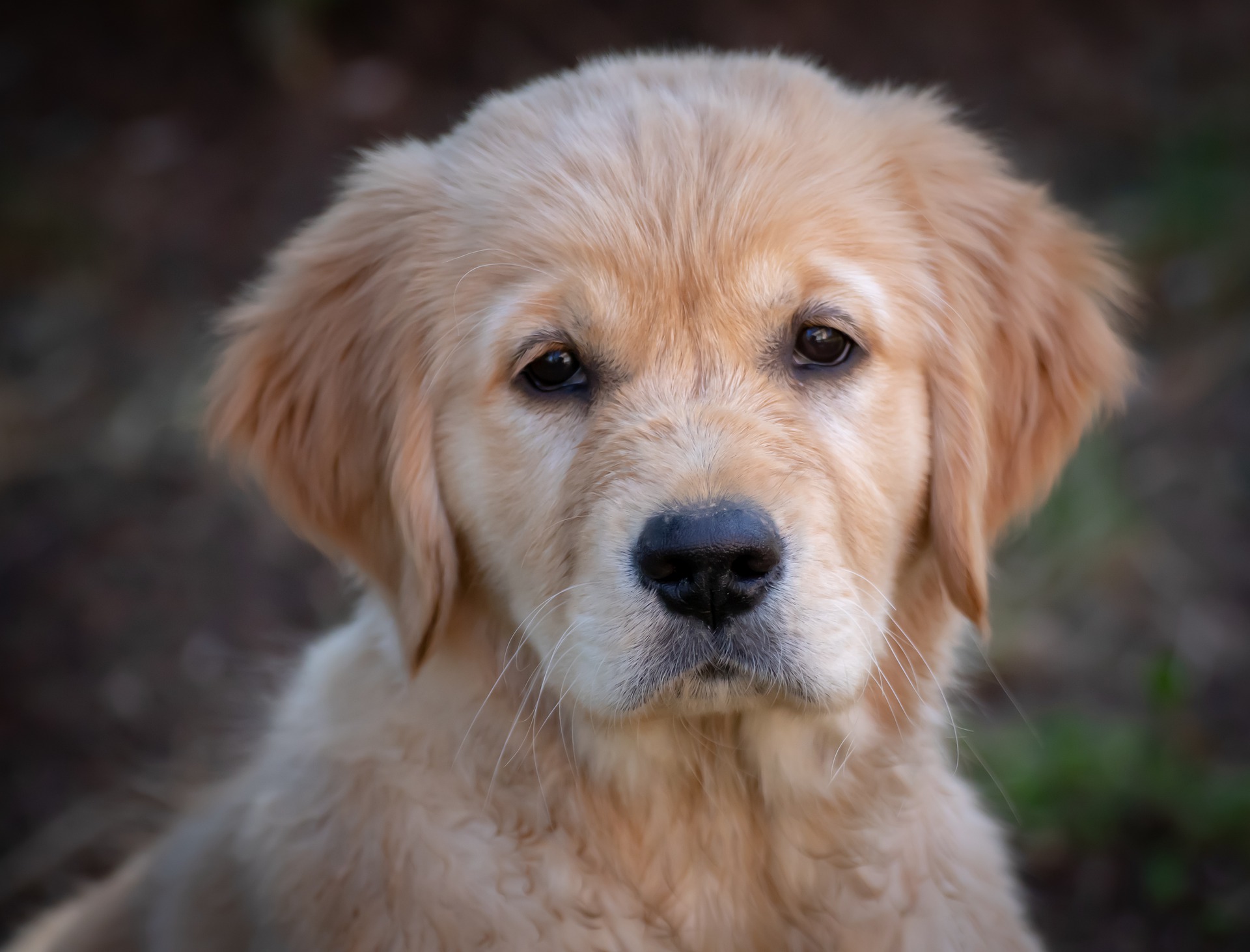 Retriever dog