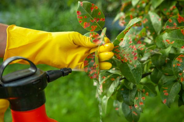 How to Use Vinegar for Your Plants - The Cop Cart