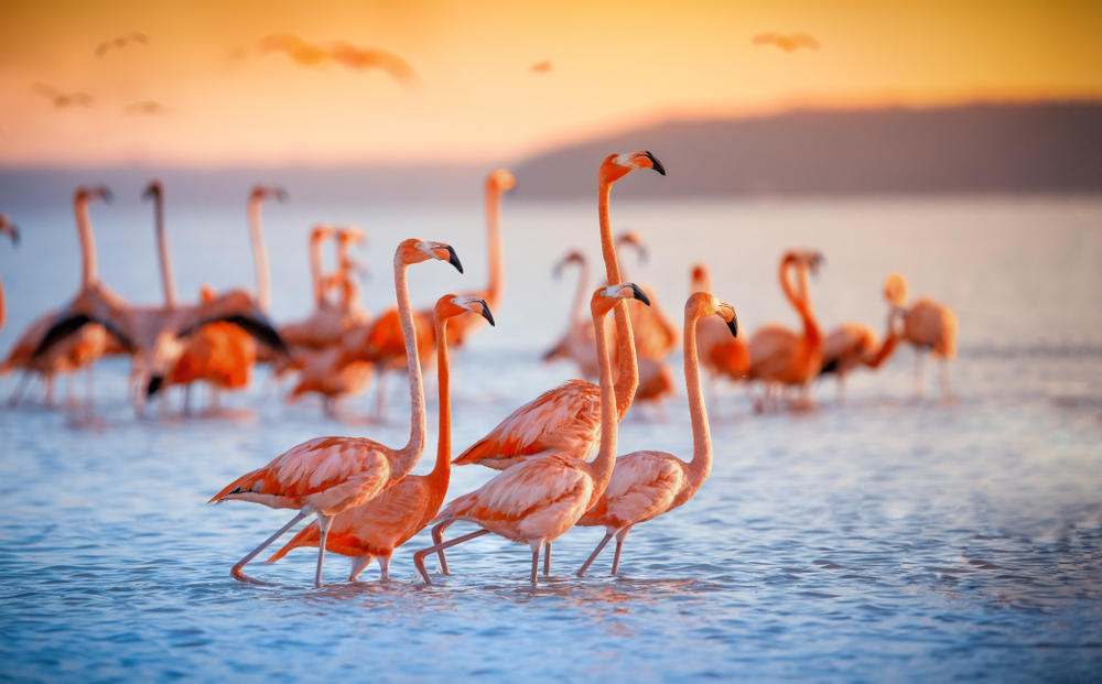 Lake Nakuru pink flamingos