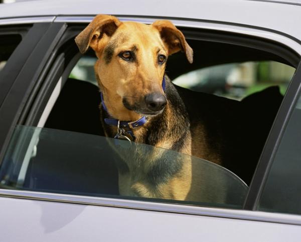 How to Remove Dog Smell from Your Car - The Cop Cart