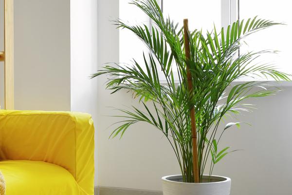 How to Care for an Areca Palm - The Cop Cart