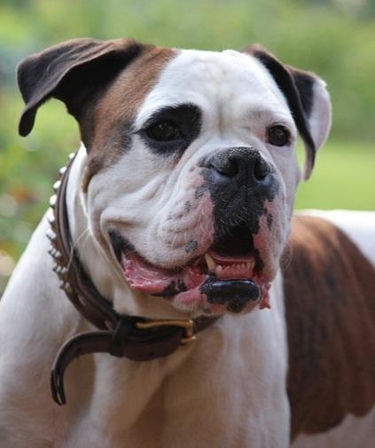 how-much-should-a-boxer-dog-eat-the-cop-cart