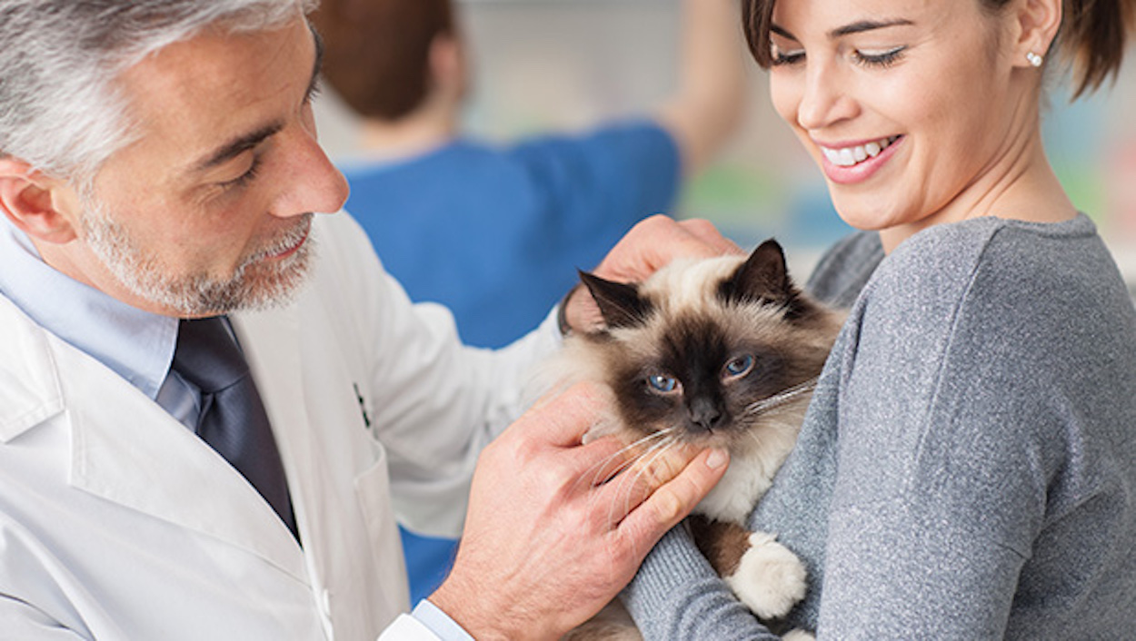 Newborn Kitten First Vet Visit What to Expect The Cop Cart