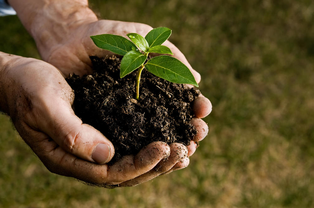 Aromatic plants