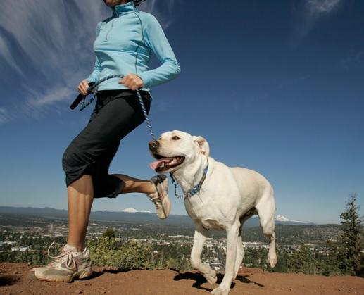 Stopping dogs from chewing on plants