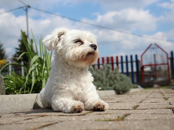 Bathing a maltese dogs