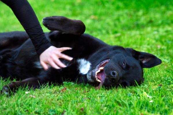 Training a dog not to cry