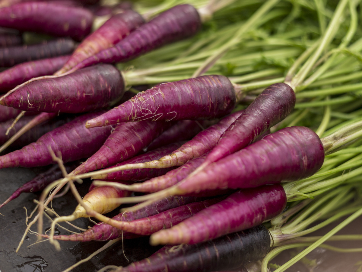 Purple Carrot Benefits - Learn More Here