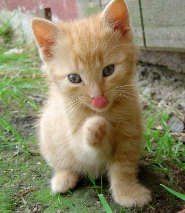 Feeding a baby cat