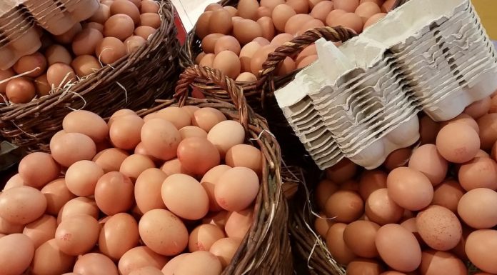 10 Foods Rich in Protein and Amino Acids
