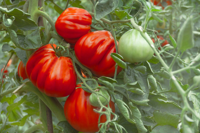 How To Grow The Beefsteak Tomato: 12 Useful Tips