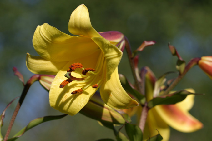 How To Remove Pollen Stains From Home Textiles