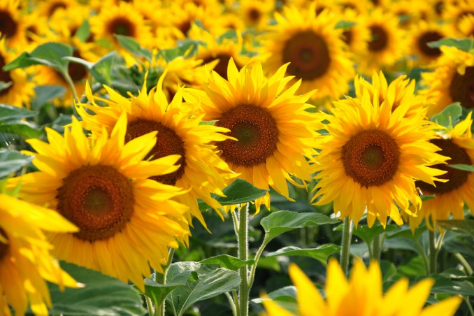 How To Take Care Of Sunflowers: 9 Useful Tips