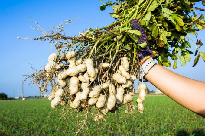 Are Peanuts Easy to Grow - Back Gardener