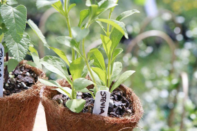 How To Grow Stevia At Home: Easy Tricks