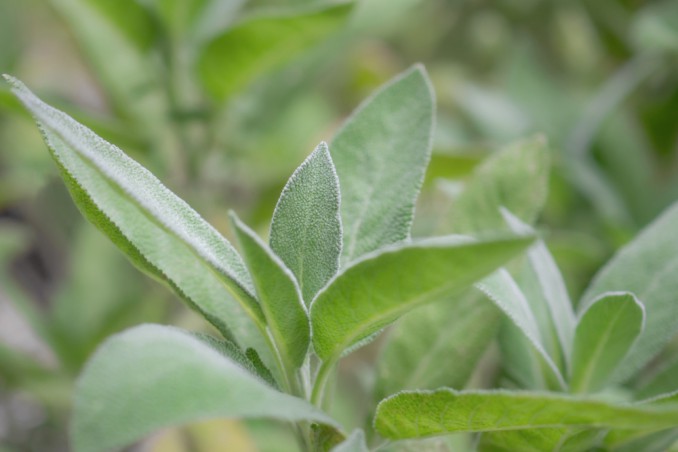 How To Grow Sage: 11 Useful Tips