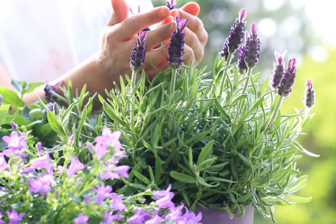 Here Are 7 Reasons To Grow Lavendar