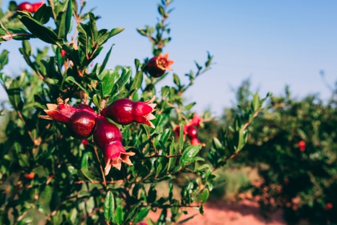 How To Grow Pomegranate: 9 Useful Tips