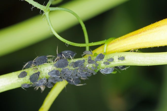 How To Get Rid Of Black Aphids From Plants: 7 Home Remedies